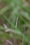 Swamp milkwort